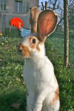 IMG_2619.jpg