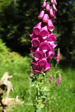 IMG_4468.JPG