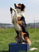 ImageUploadedByHaustierForum1405274475.772382.jpg