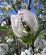 Blüte.jpg