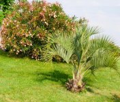 Oleander.jpg