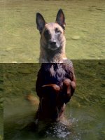 ver hasi.jpg
