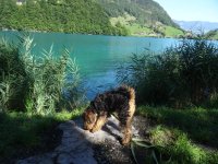 Guttannen+Grimsel 5.8.15 001.JPG