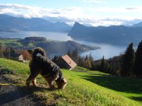 Morgenspaziergang Schwendelberg 18.11.2015 003.JPG