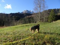 Morgenspaziergang Schwendelberg 18.11.2015 043.JPG