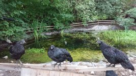 DSC_2447.jpeg