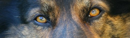 auge.jpg
