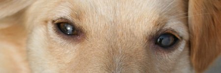 auge1.jpg